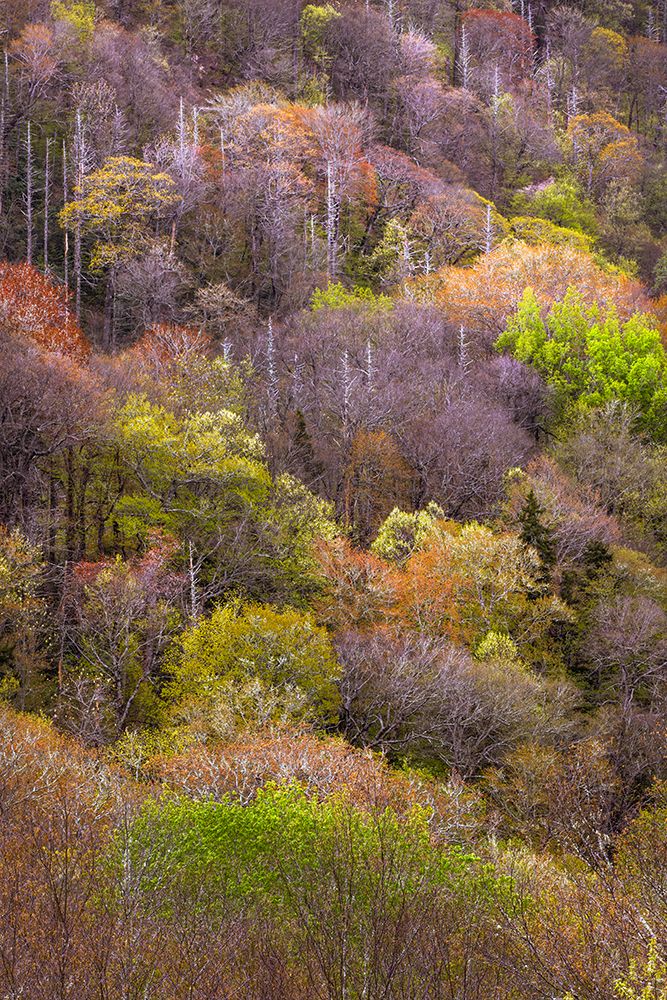Spring foliage on mountain forest, Great Smoky Mountains National Park, Tennessee